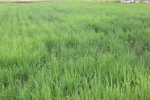 現在の光男の米の圃場の様子