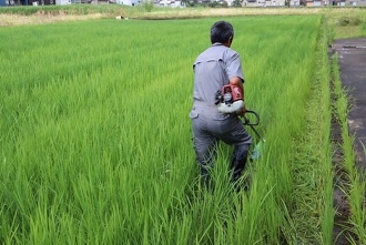 雑草切り取り作戦3