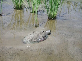 「光男の米」の農作業中に出会った野生動物3-1