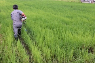 雑草切り取り作戦5