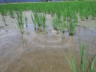 「光男の米」の農作業中に出会った野生動物3-2