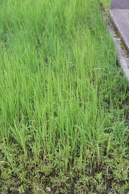 現在の光男の米の圃場の様子2
