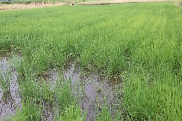 現在の光男の米の圃場の様子3