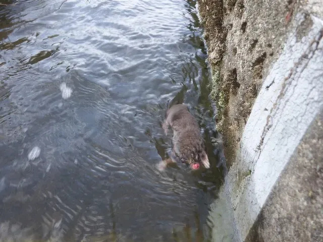 「光男の米」の農作業中に出会った野生動物1-2