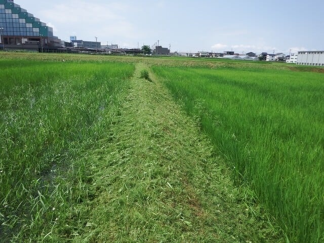 草刈り作業1