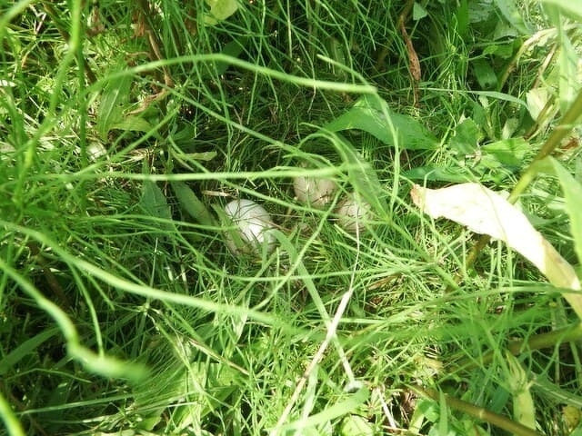 草刈り作業4　カモの卵発見