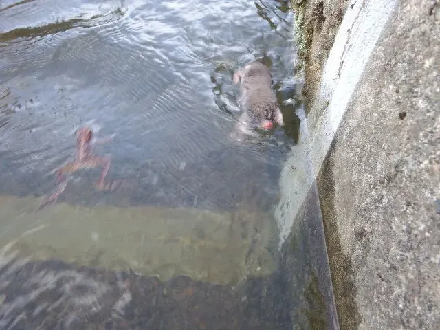 「光男の米」の農作業中に出会った野生動物2