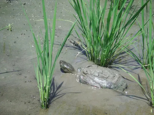 「光男の米」の農作業中に出会った野生動物3-3