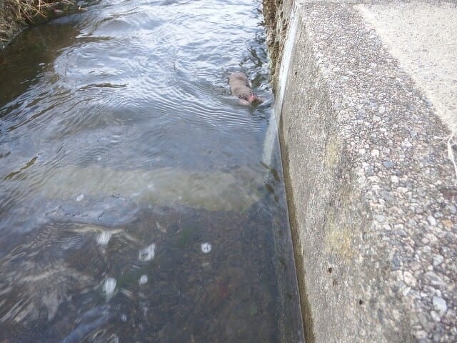 「光男の米」の農作業中に出会った野生動物1