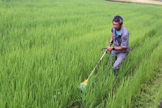 雑草切り取り作戦4