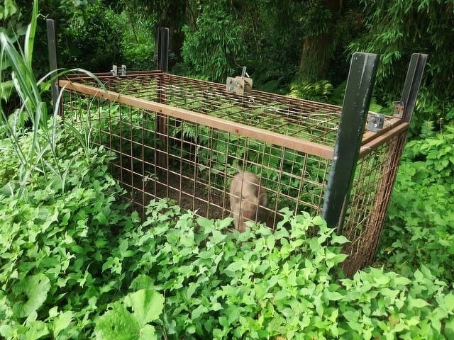 「光男の米」の農作業中に出会った野生動物4