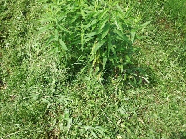 草刈り作業3